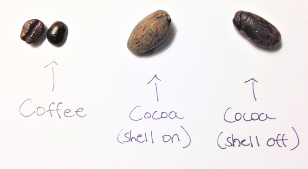Cacao vs. Cocoa