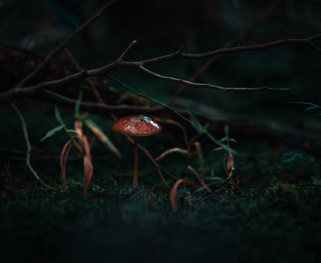 What Is Psychedelic Integration and Why Is It Important?