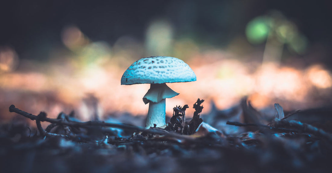 How Do Mushrooms Communicate?