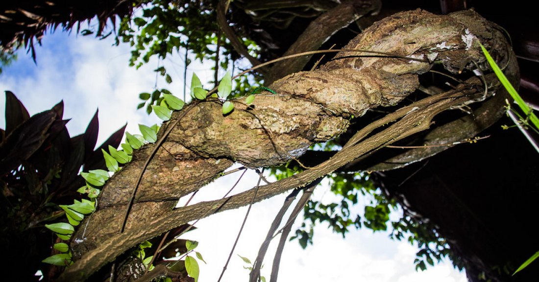 
  ayahuasca tree branch
