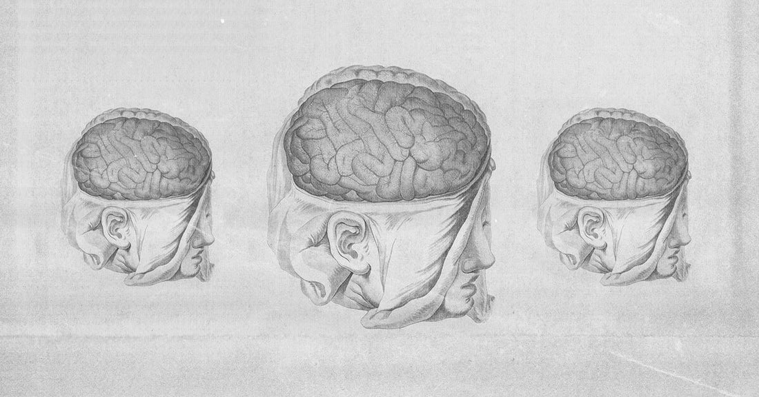 Healing Traumatic Brain Injuries with Psychedelics