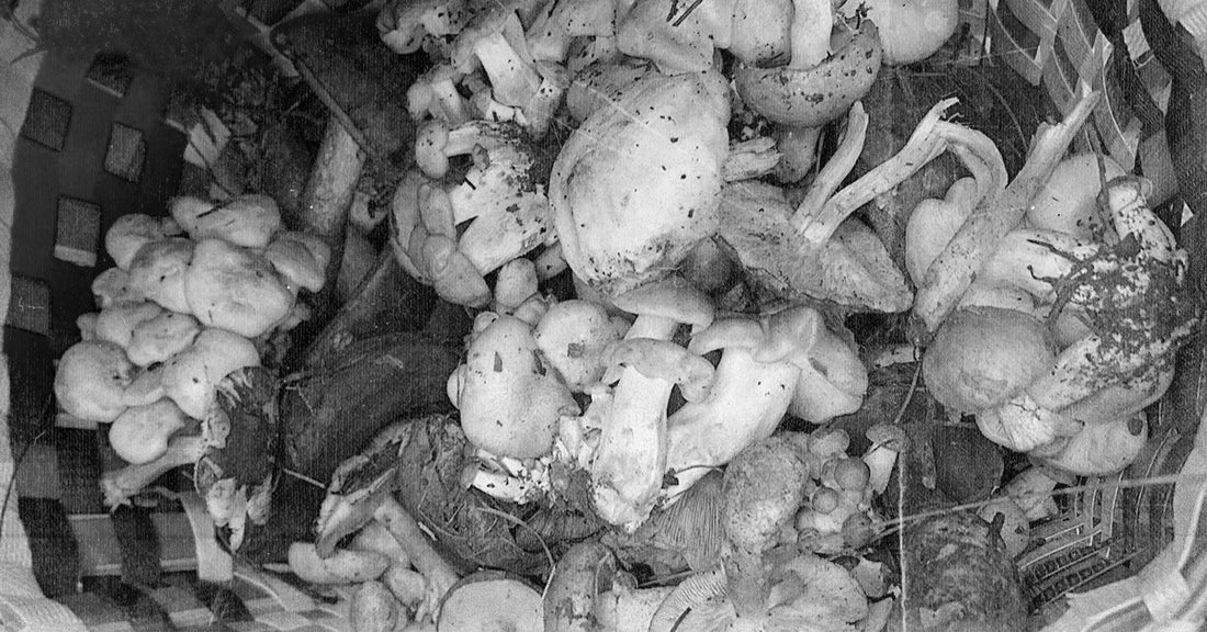 The Many Wonderful Mushrooms of Yunnan