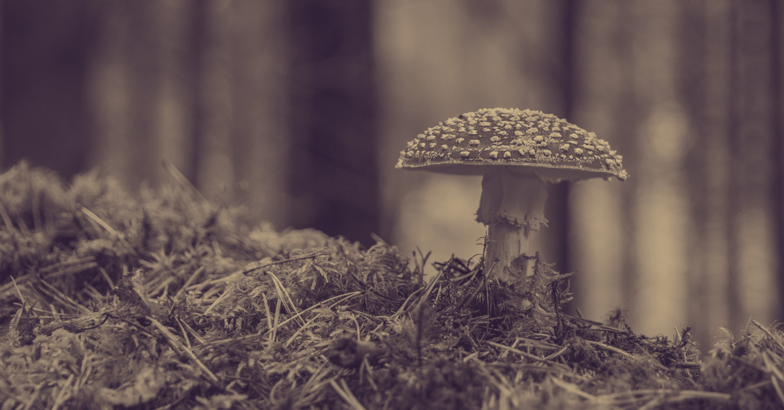 Can Fungi Save the World?