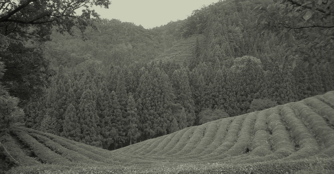 Matcha fields