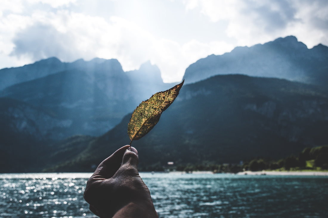 A hand holding a leaf in front of a mountainscape