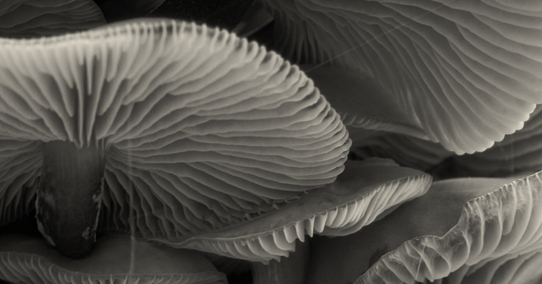 4 Surprising Products Made from Mushrooms