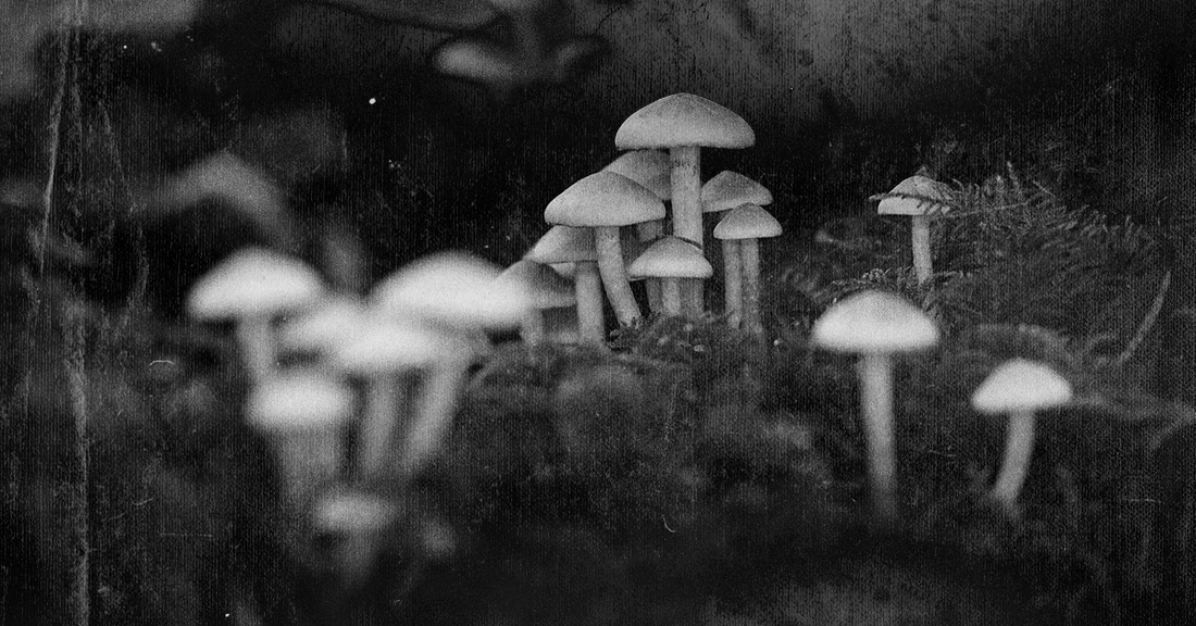 Healing with Psilocybin