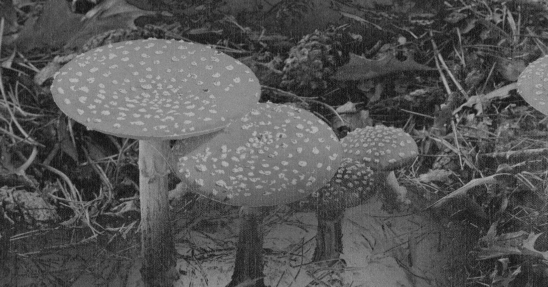 Why We're (Still) Taking a Stand for Psychedelics