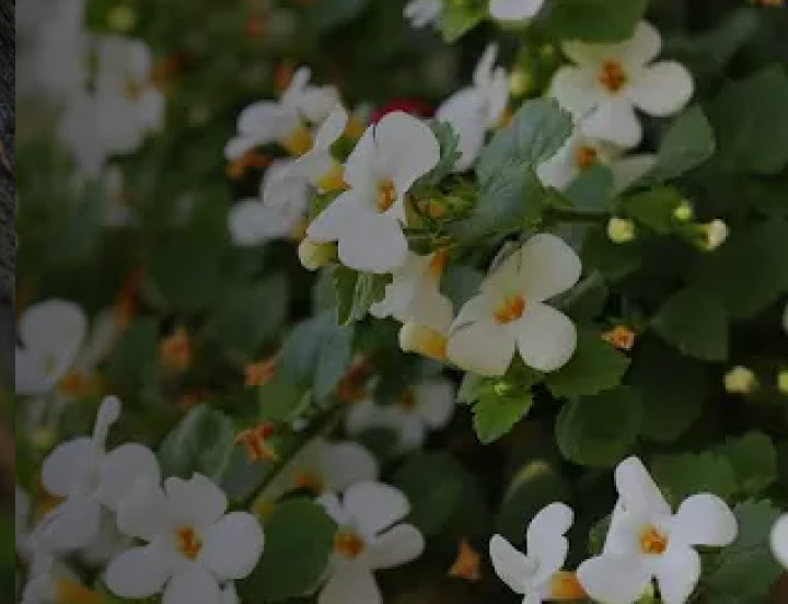 Bacopa