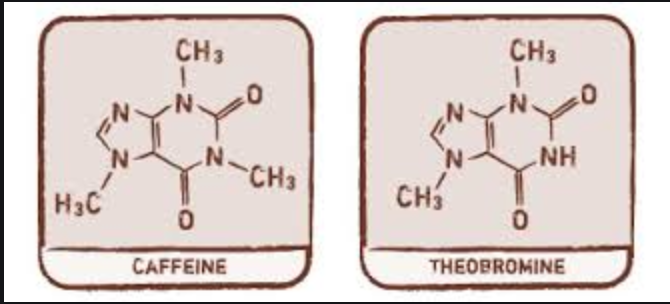
  Theobromine, Everything Caffeine Wishes It Could Be
