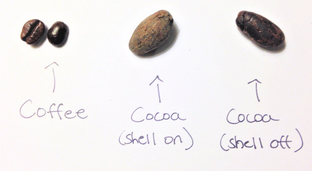
  Cacao vs. Cocoa
