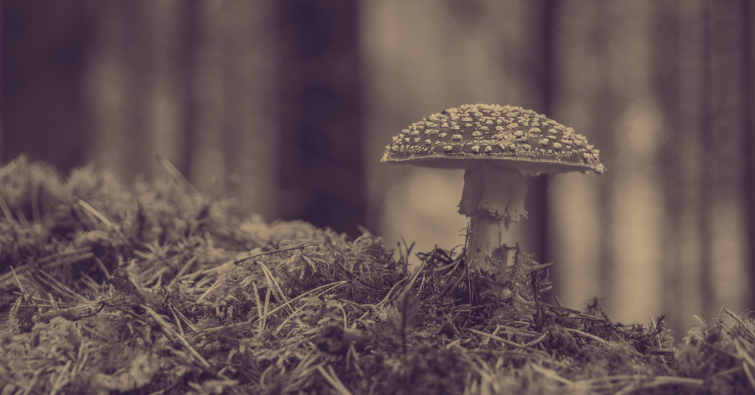 
  Can Fungi Save the World?

