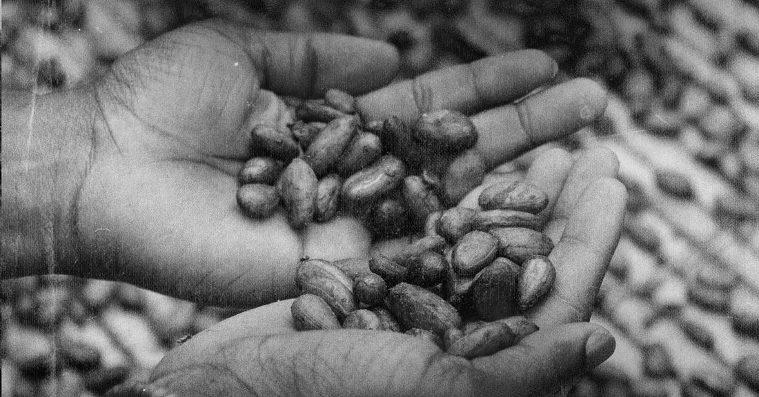 
  How Cacao Opens the Heart
