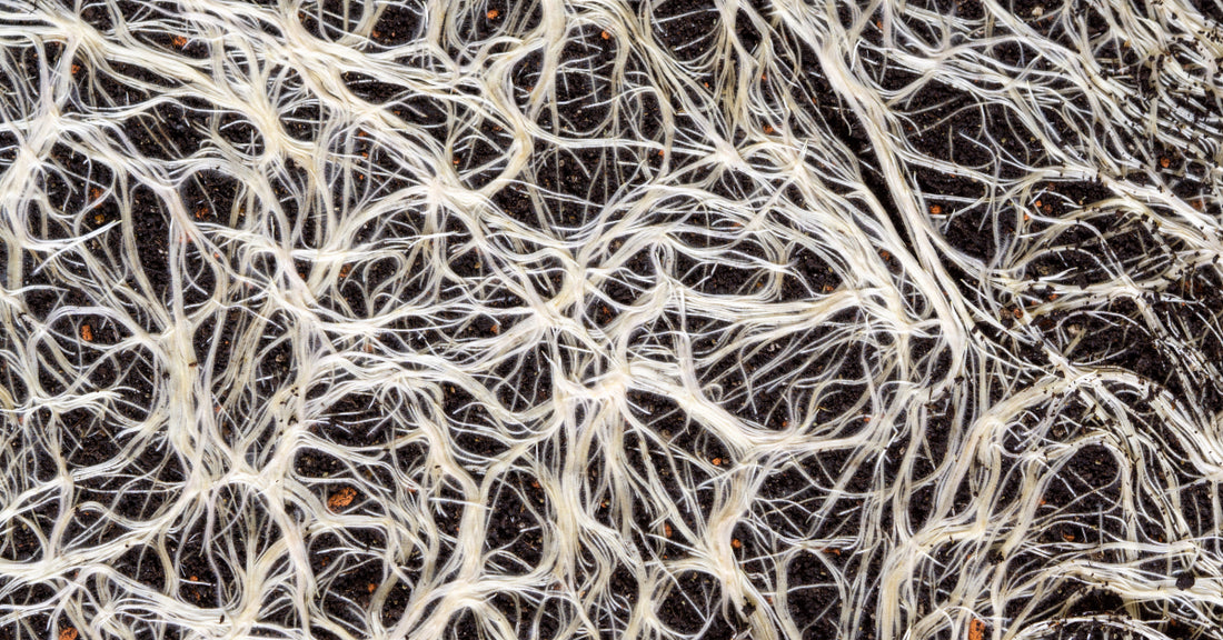 
  The mycelial network entangled together
