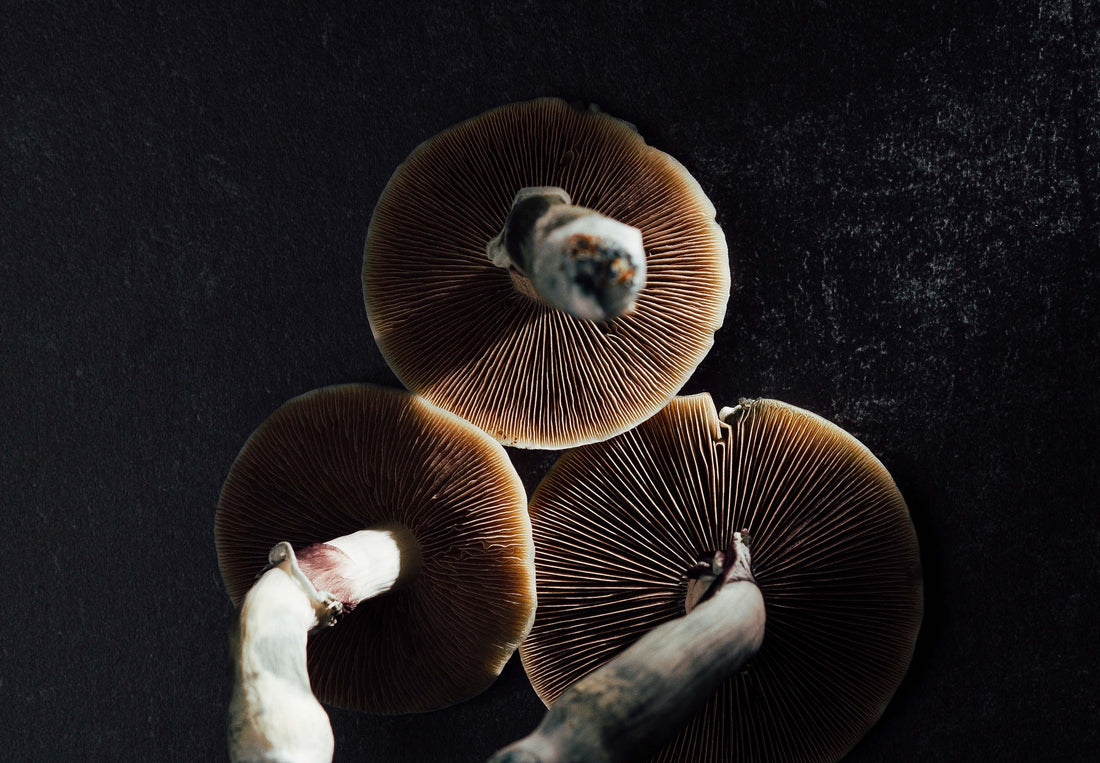 
  Mushrooms against a black backdrop.
