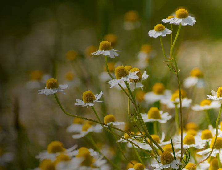 Chamomile extract