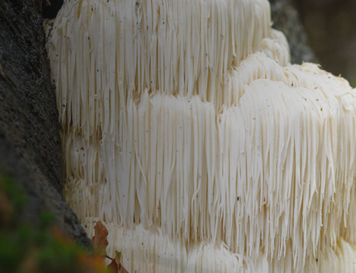 Lion’s mane