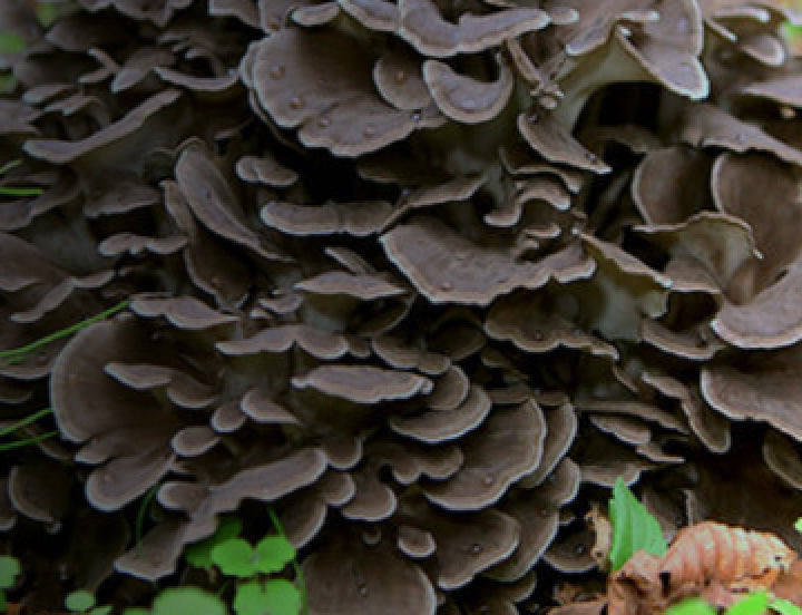 Maitake