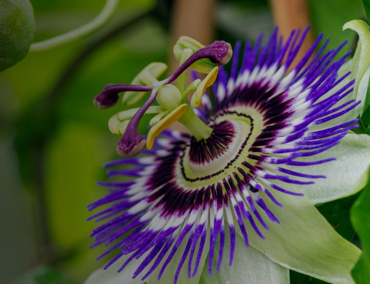 Passionflower extract