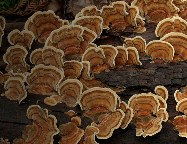 Turkey tail