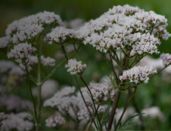 Valerian root extract